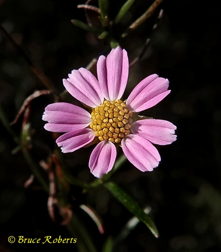 {Coreopsis rosea}